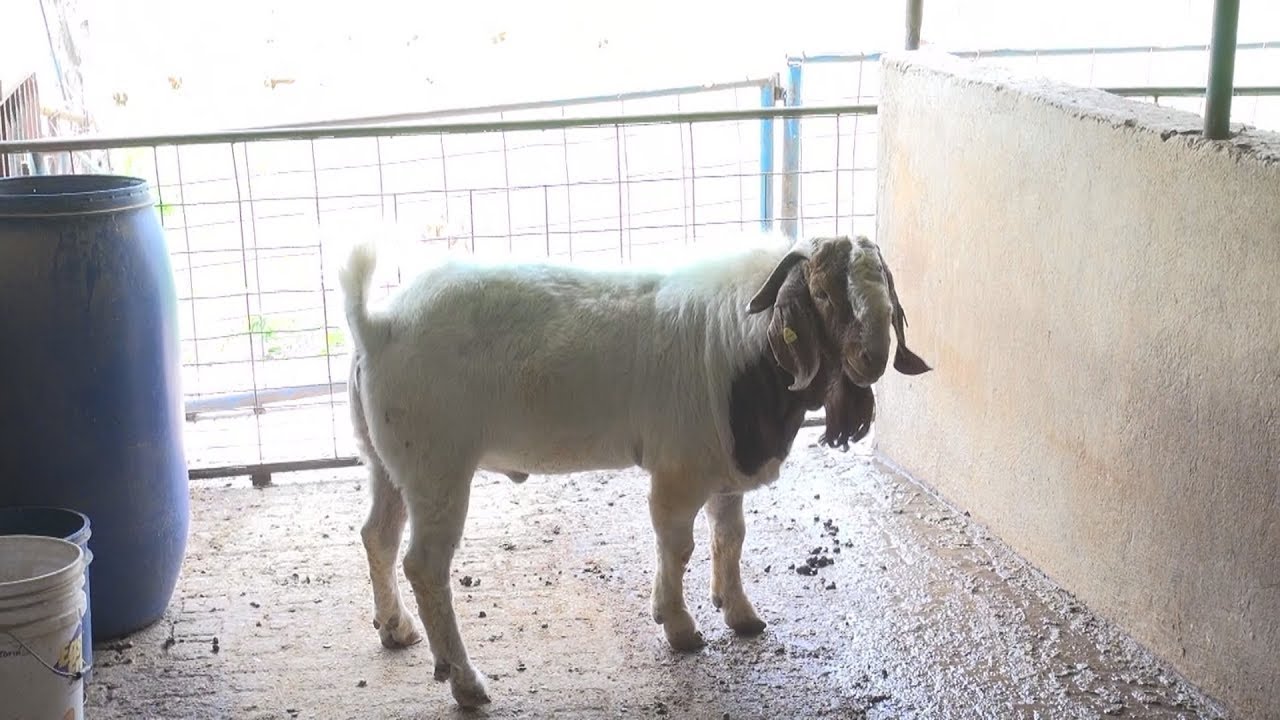 Programa 37-Conoce las mejores Cabras Boer