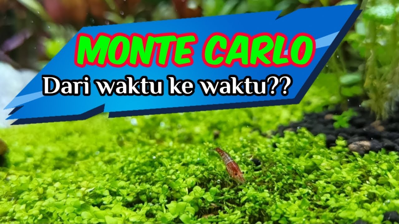 Cara Menanam Tanaman Karpet Aquascape Monte Carlo