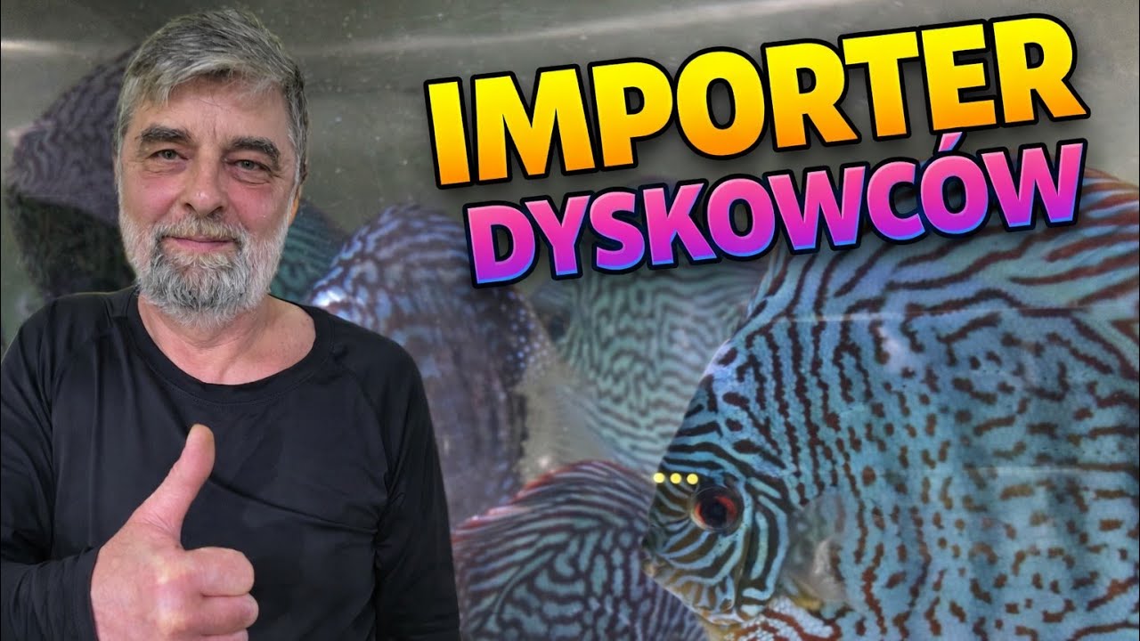 Największy Importer Dyskowców w Polsce – Sekrety Hodowli i Importu Paletek