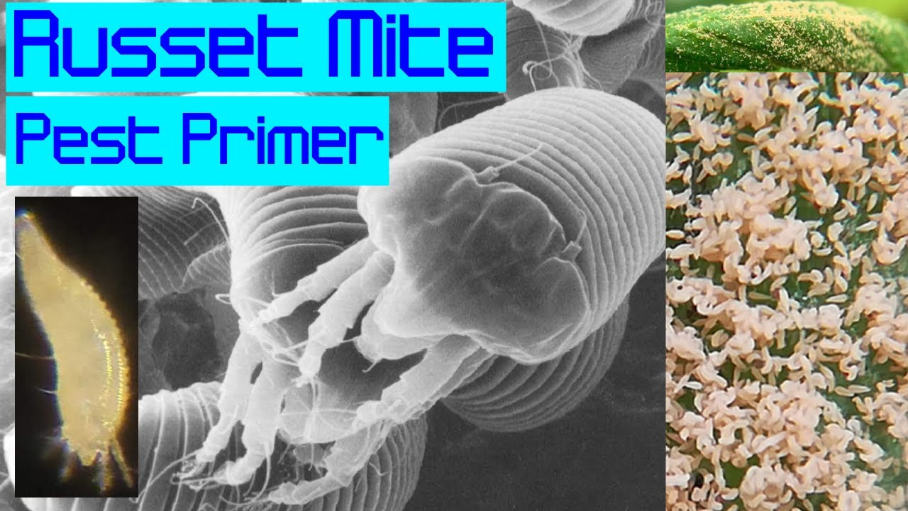 Russet Mite Pest Primer