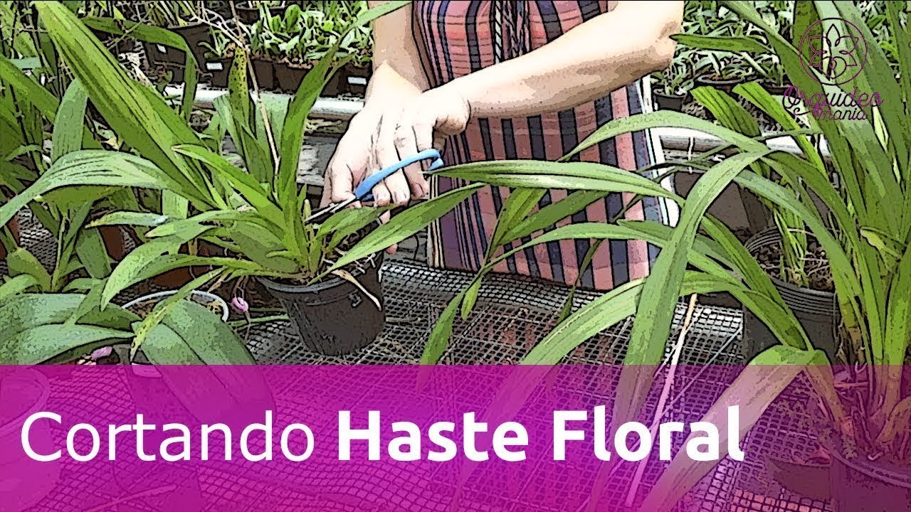 Acabou a flor? Corte a haste! Veja como.