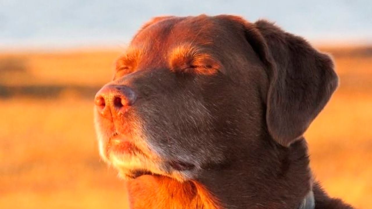 Ошибка подтверждения. Уютный подкаст 