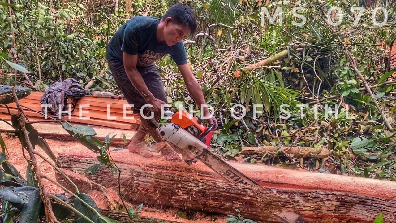 EXCELLENT‼️ PENGOLAHAN KAYU KETAPANG || OPERATOR NYA SEMPAT DI PRANK KARENA INGIN MEMBUAT PAPAN ....