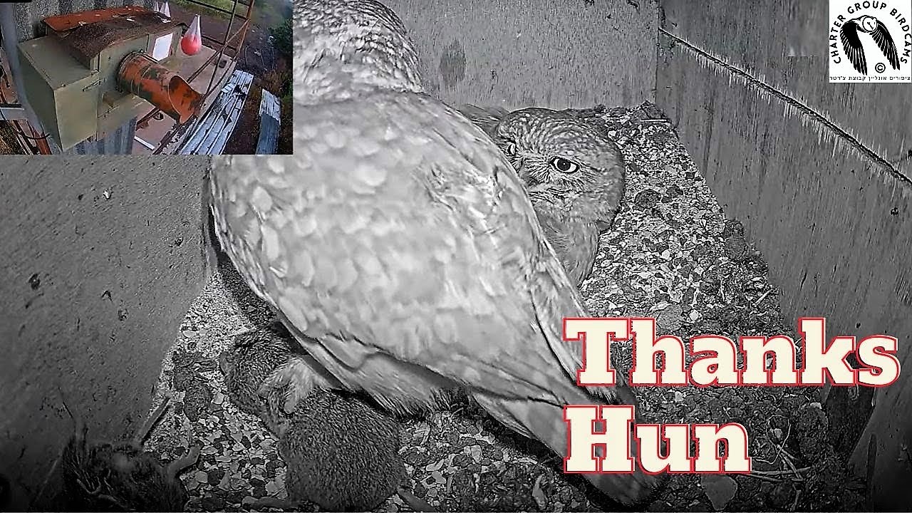 Male Little Owl Impresses Mate with Enormous Vole