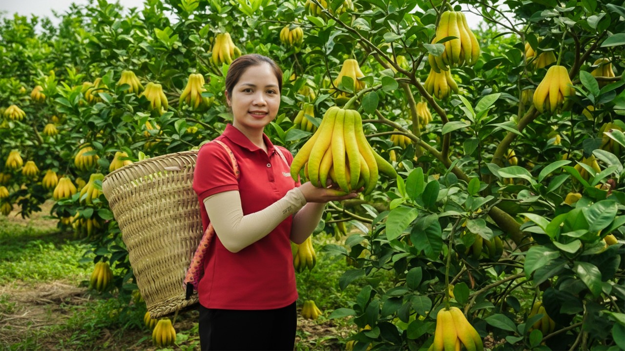 [TIMELAPSE] - 166 Days Harvesting Wild Buddha’s In Someone Else's Garden, Wild Taro Go To Sell