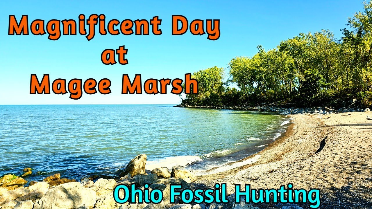 Magnificent Day at Magee Marsh - Ohio Fossil Hunting