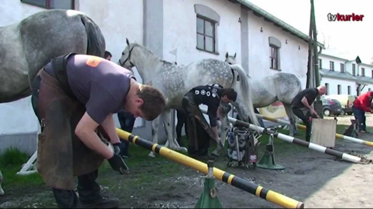 Zawody podkuwaczy w Stadninie Koni Walewice