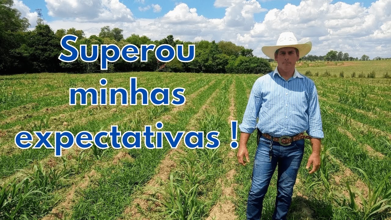 Resultado do plantio de 2 hectares do BRS Capia&ccedil;u