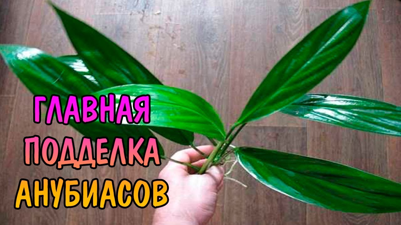 ЭПИПРЕМНУМ КРАСИВЫЙ ( Epipremnum pulchrum )