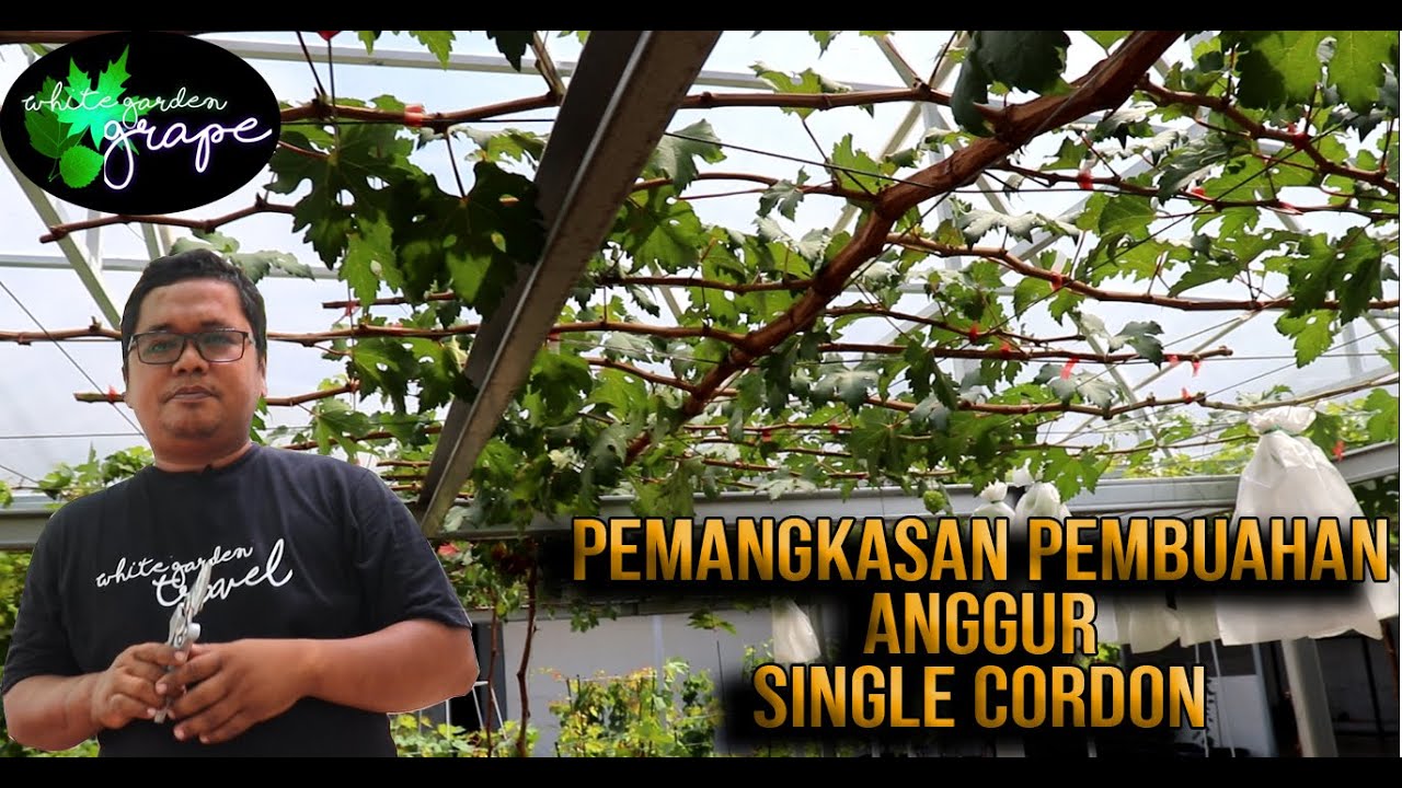 PEMANGKASAN PEMBUAHAN ANGGUR SINGLE CORDON VERSI WHITE GARDEN PART # 2