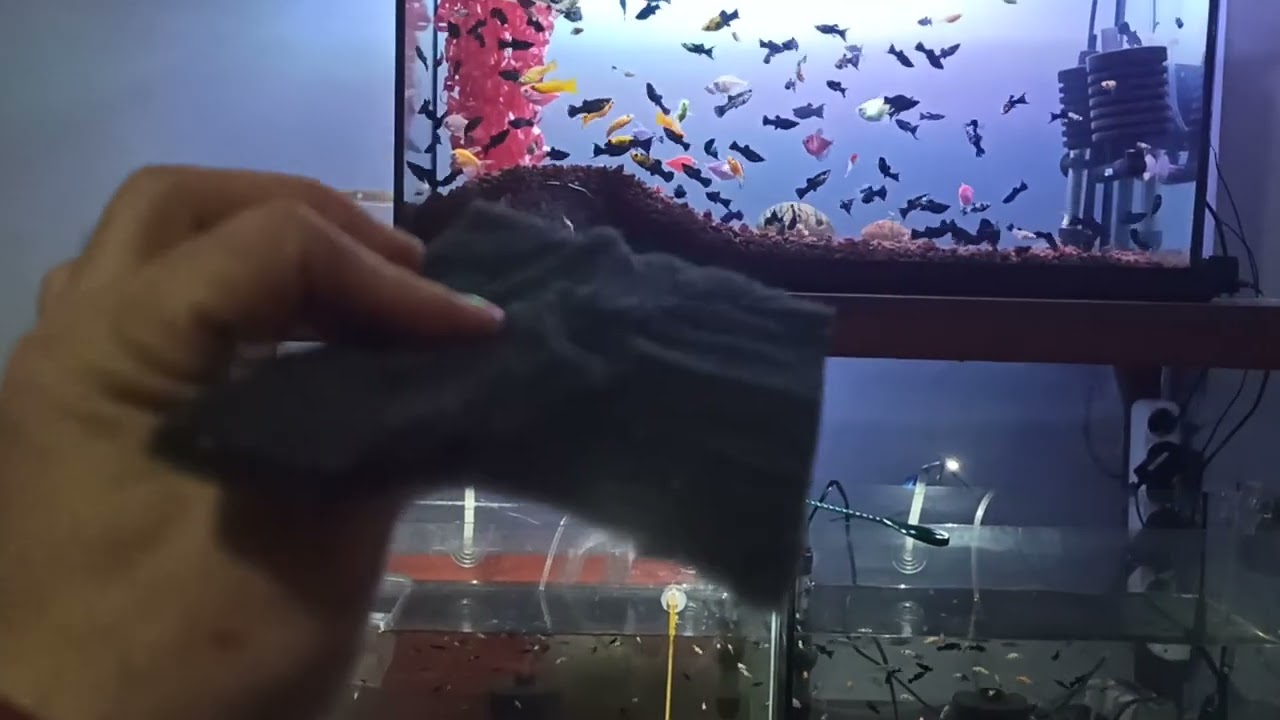 trans genetik tetra üretimi 3 .aşama adim adim