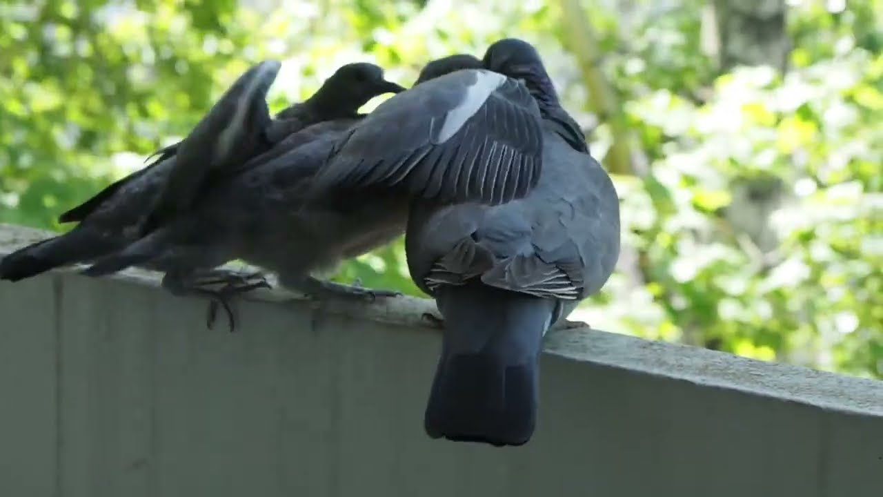 Wood Pigeon Feeding Chicks