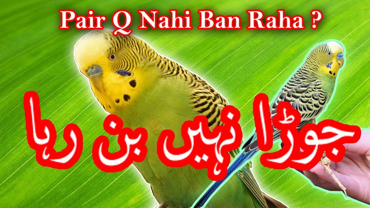 birds k paiing nah ho rahi  kis tarah birds ki pairing karny chahiyah Video No.48