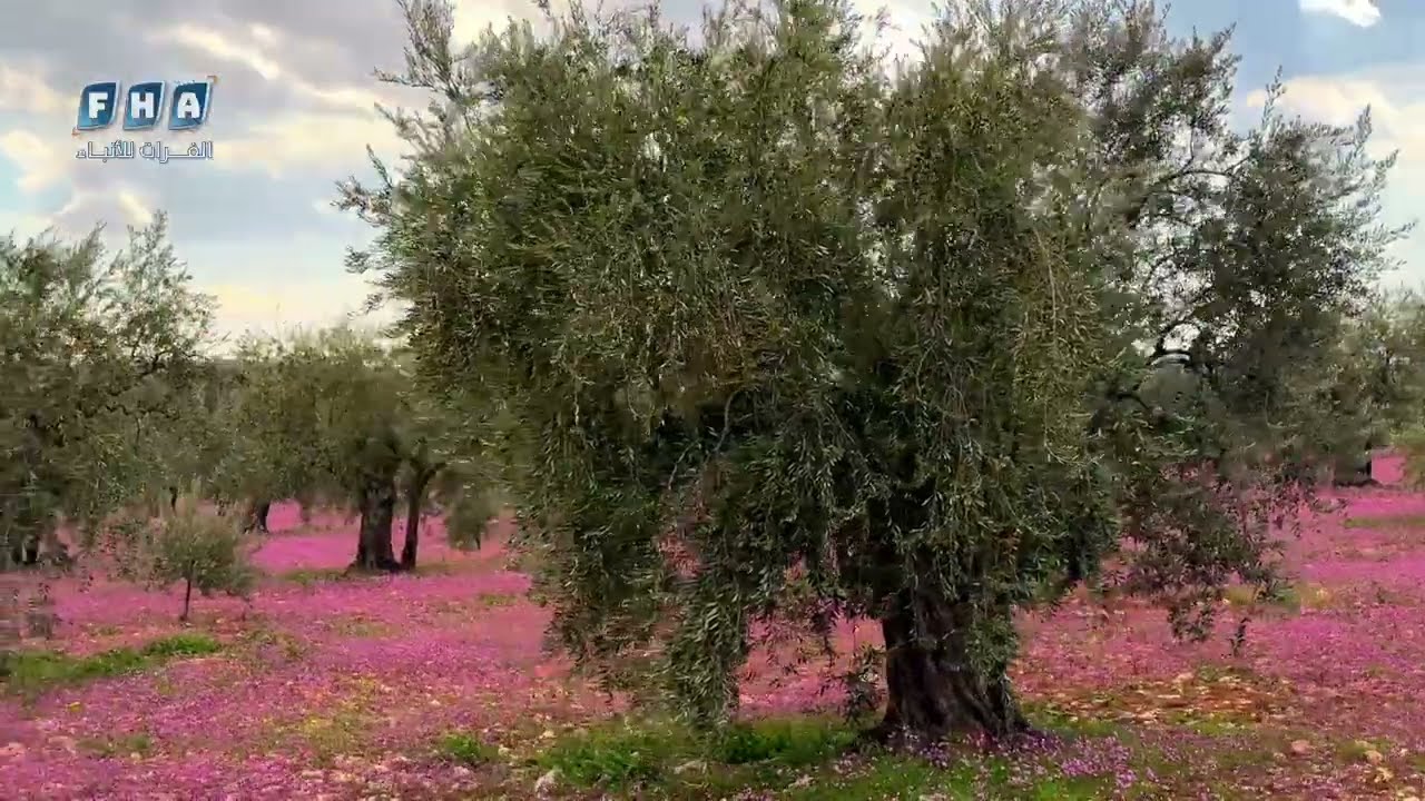 أجواء ربيعية في  عفرين.. مشاهد طبيعية خلابة من الأراضي الزراعية