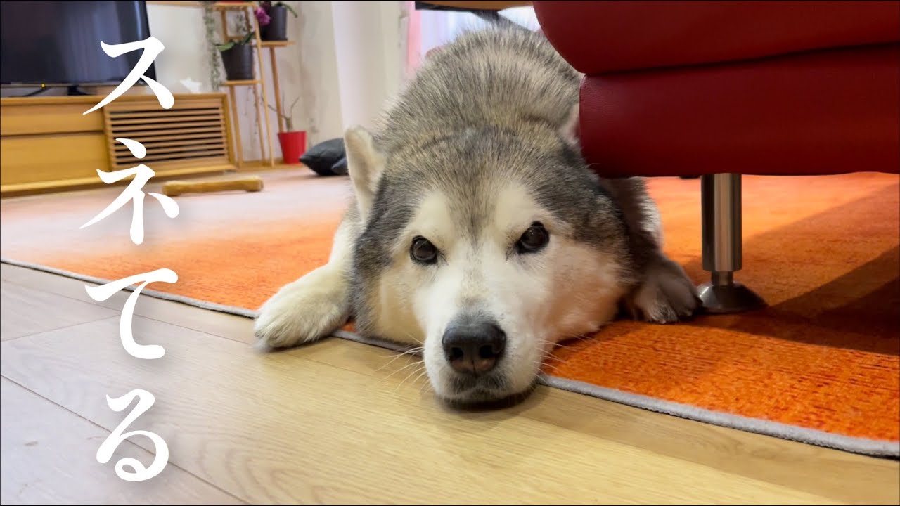 拗ね散らかしてるシベリアンハスキー、尻尾だけは驚く程に正直。