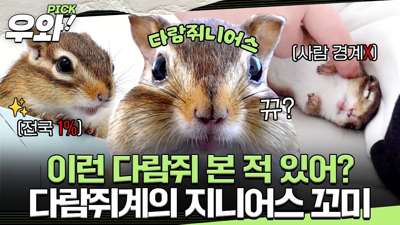 [⭐‍️#우와픽]  개인기하는 다람쥐 본 적 있는 사람?🥸 대한민국 1% 천재 다람쥐 꼬미🐿️ #TV동물농장 #우와한비디오 #우와비