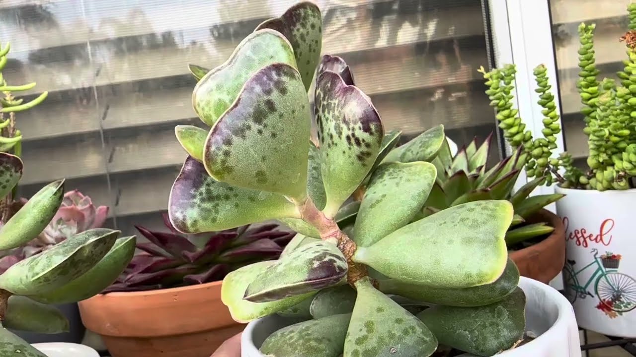 Adromischus Triflorus “Calico Hearts”