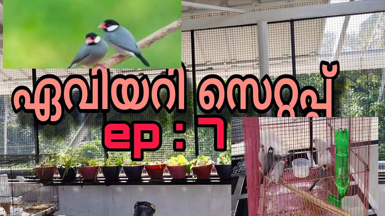 Aviary setup ep,:7 |Garden of Wings| Terrace Aviary 