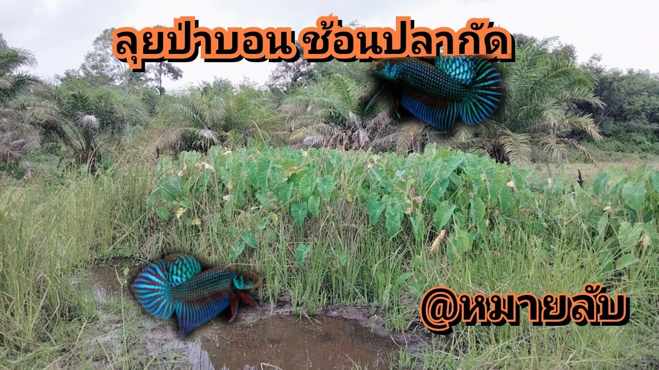 ลุยป่าบอนช้อนปลากัดป่า#ว่างอีหลี#ปลากัดป่า#betta