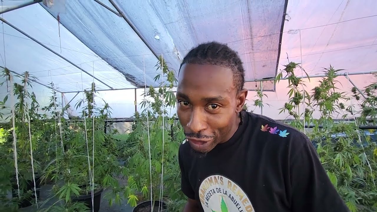 How to grow cannabis Amazing Tips../Greenhouse/Outdoor/ Indoor!