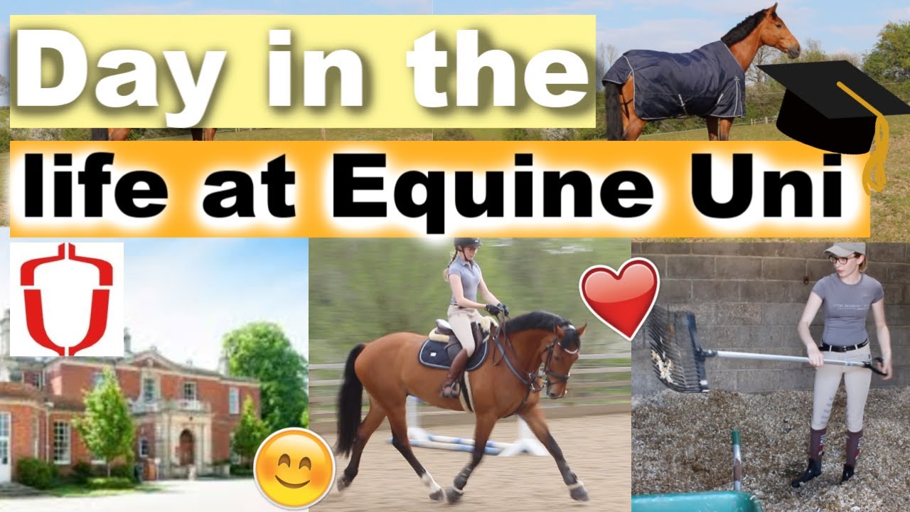 ОДИН ДЕНЬ ИЗ ЖИЗНИ в Университете верховой езды Хартпери | Ride Every Stride