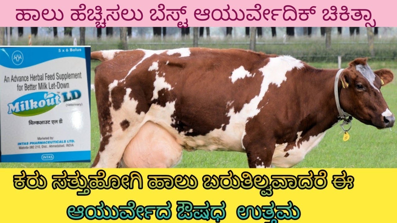 increase milk production.100% milk in calf death and cow abrasion by using milk out LD tablets