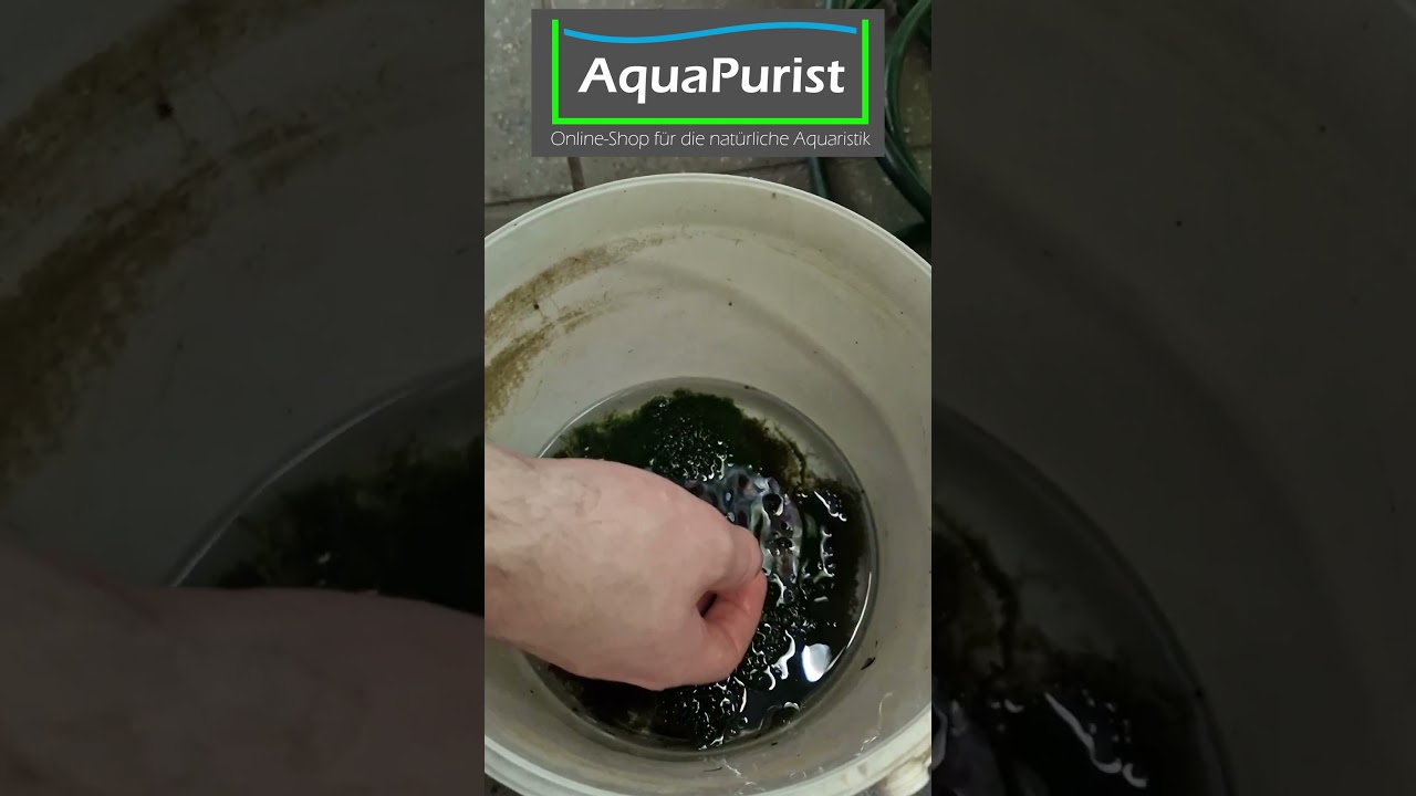 🪸🌿🆓 Wieder kostenloses Korallen Mix Moos f&uuml;r Euch! #Shorts #Korallenmoos #Aquaristik #Aquarium