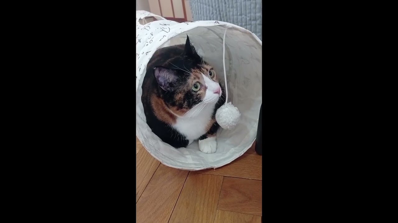Котики. Боярыня  лепа, бровьми союзна. Яша хозяйничает в доме. #коты #cats #katze #мачка #kedi