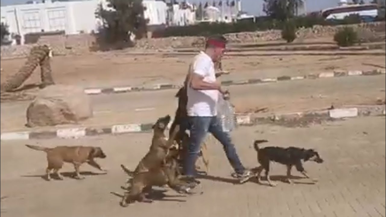 Oggi seguiamo un gruppo di 20 cuccioli baladi