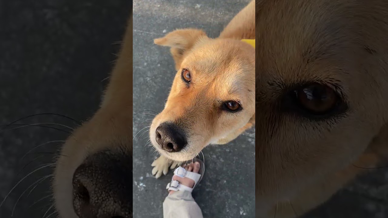 Family of beautiful beasts want human to scratch them🐶🐶🐶❣️🧿