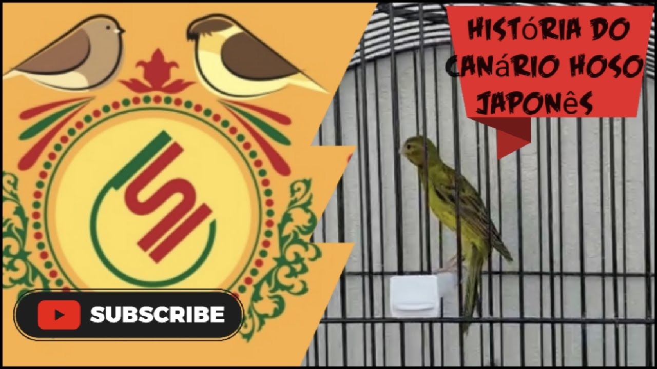 История японской канарейки Хосо