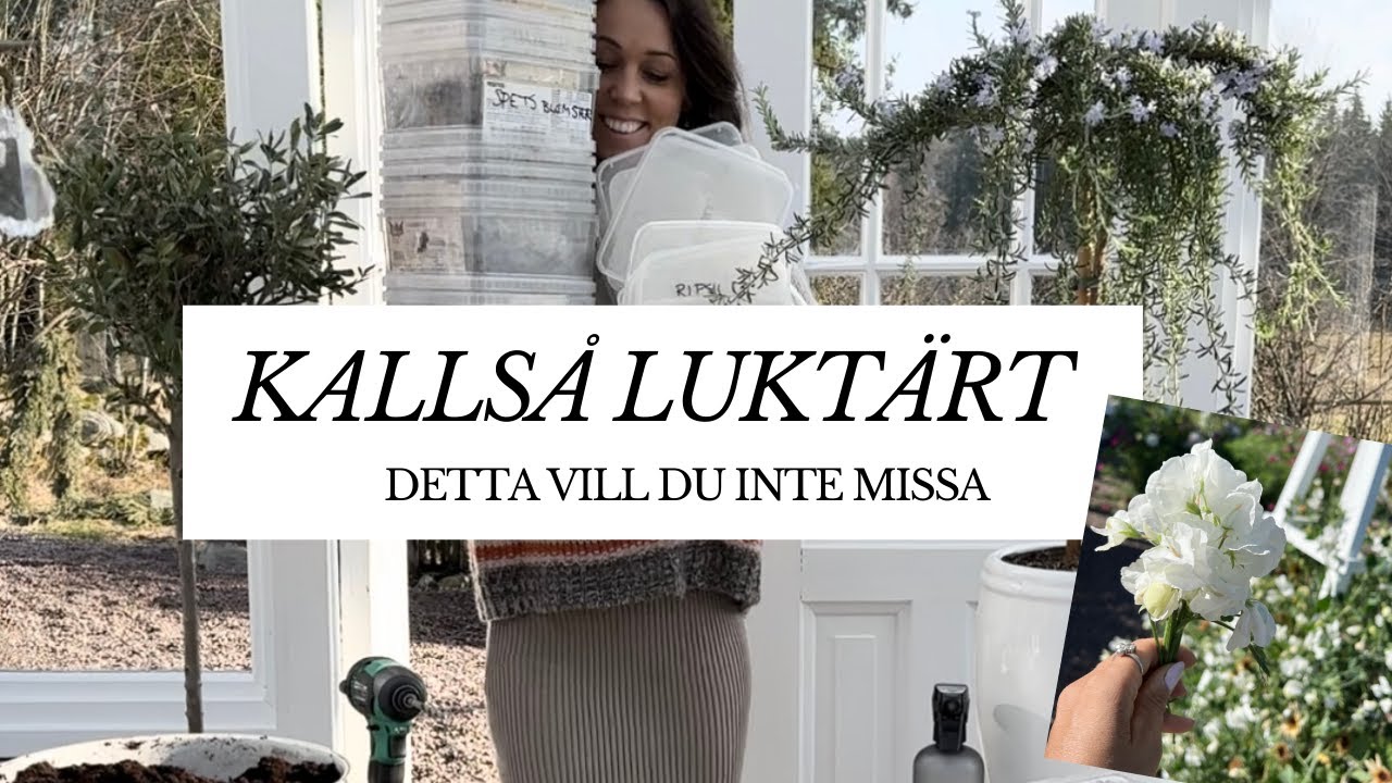 Kallså luktärter - enklaste metoden att odla luktärter 🌸🌱
