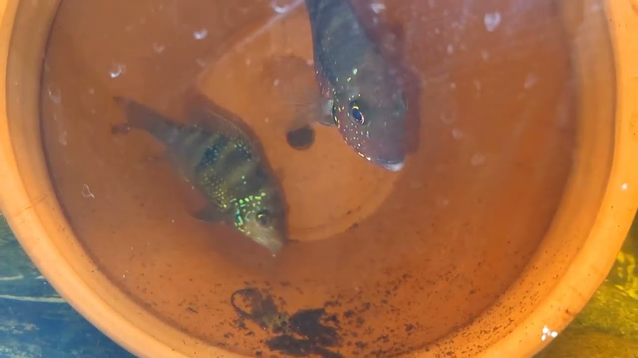 T. Ellotis,  2 pareja reproductora criando .