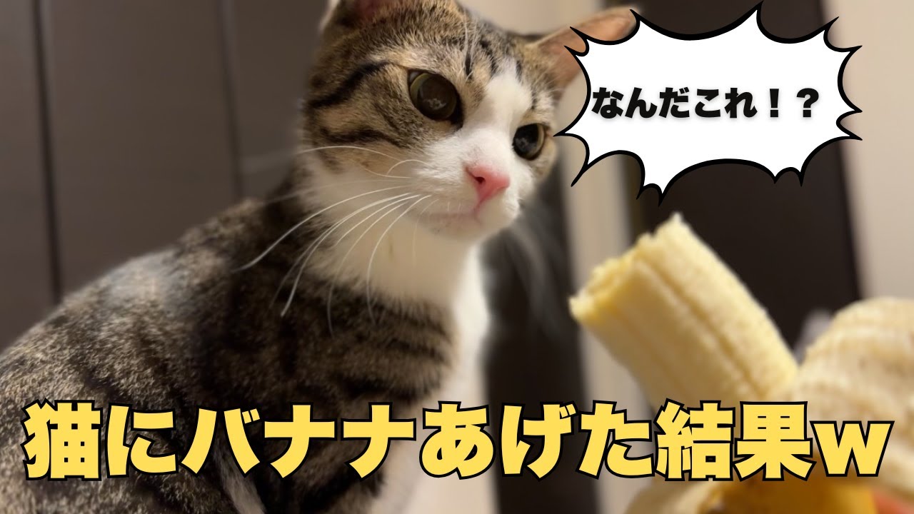 猫にバナナをあげた結果…