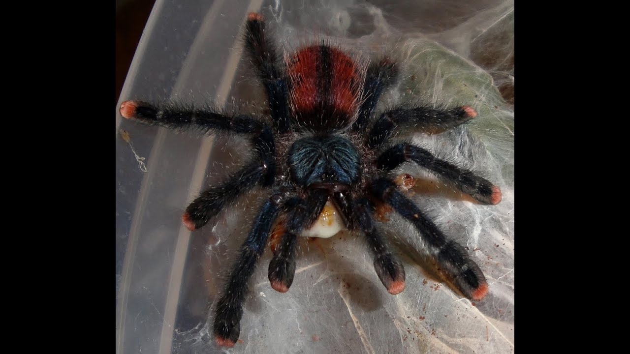 How to Make a Home for the Pink Toe Tarantula