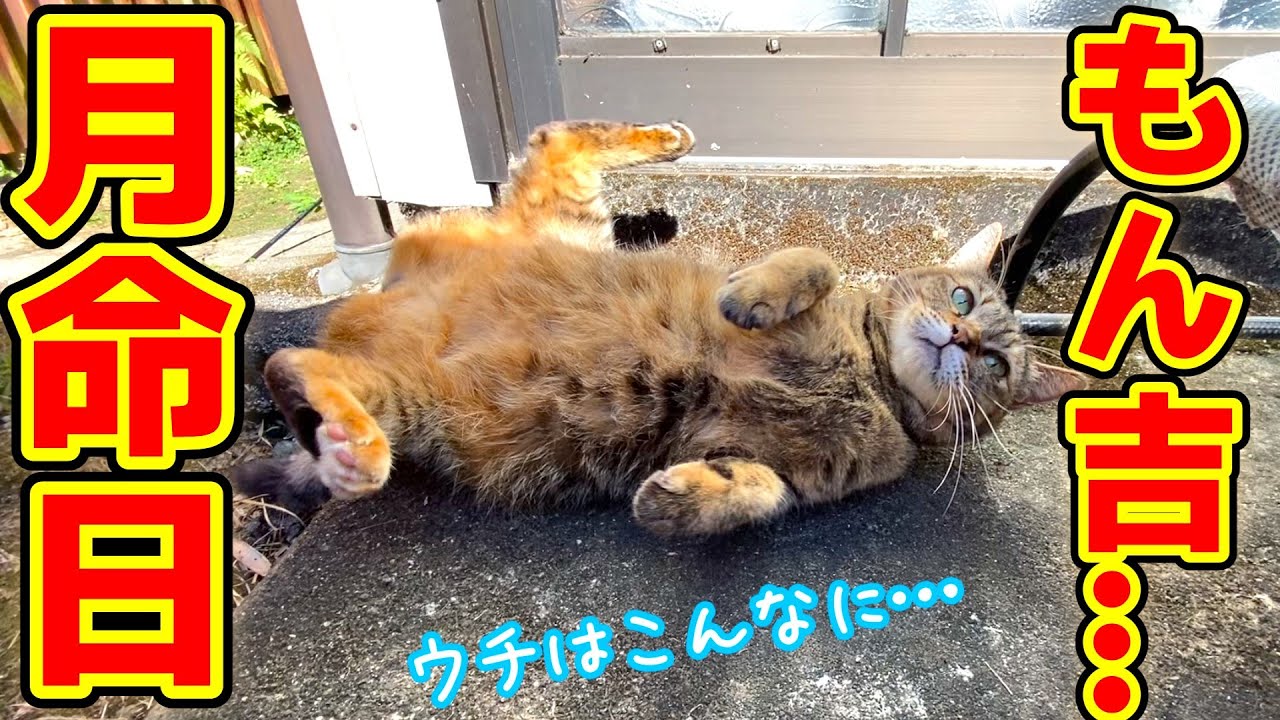 【月命日】もん吉を失った幸子の今…