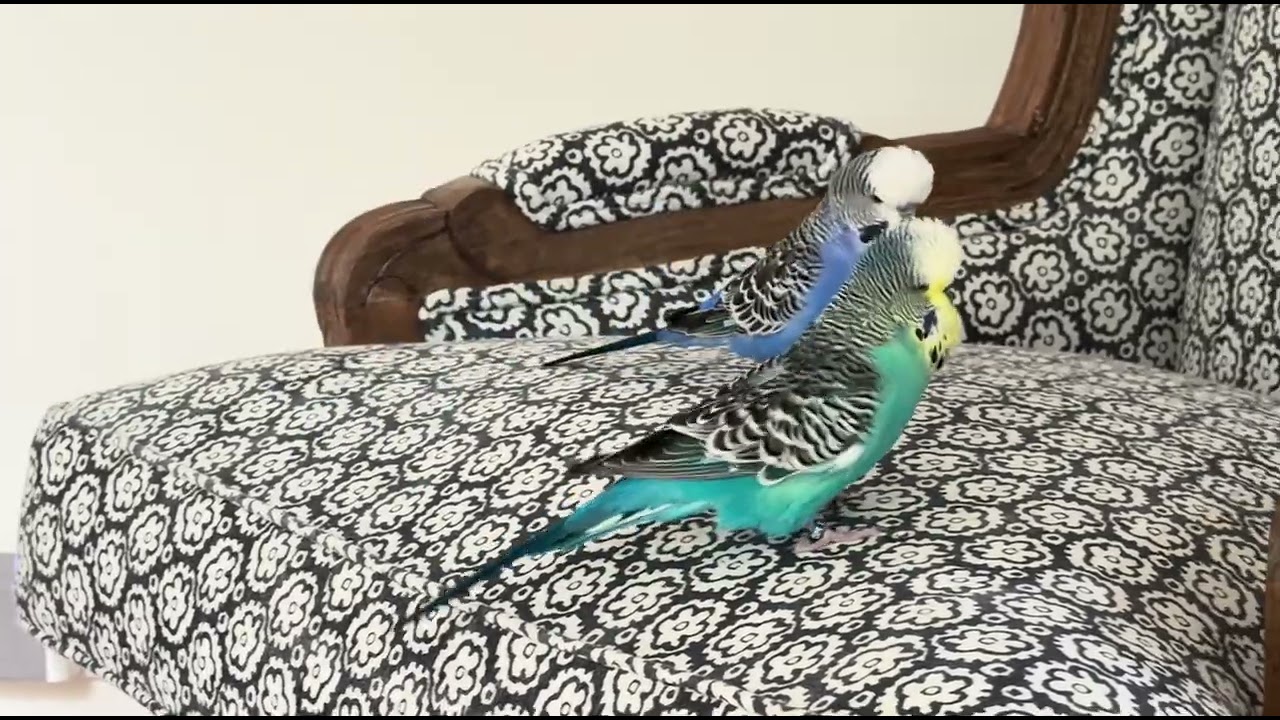 Unfiltered budgie play #budgie #parakeet #parrot #budgieplay