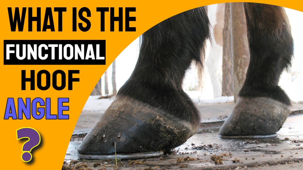 What is the Functional Hoof Angle? - Hoofcare Today - Episode 4.1