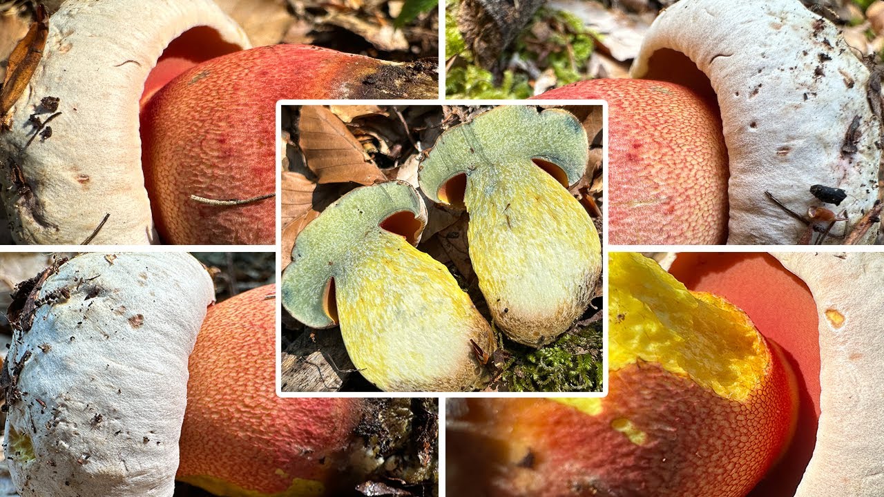 Giftig! Blassh&uuml;tiger Purpurr&ouml;hrling, Purpurfarbener Satansr&ouml;hrling, Rubroboletus rhodoxanthus