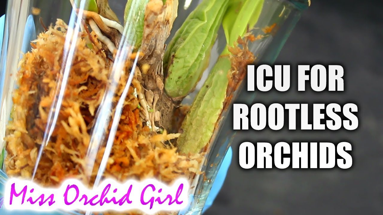 My ICU setup for rootless Orchids - How I promote root growth (no humidifier needed)