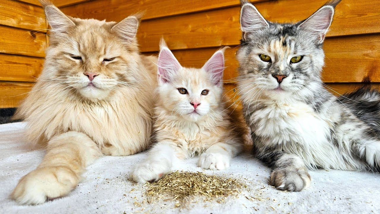 Cats vs Catnip!