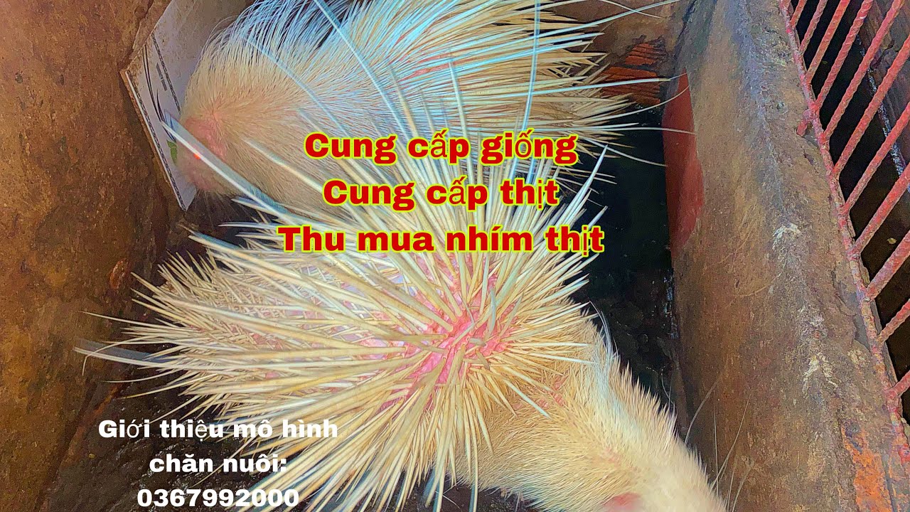 Giới thiệu mô hình nuôi nhím ở chợ gạo tiền Giang