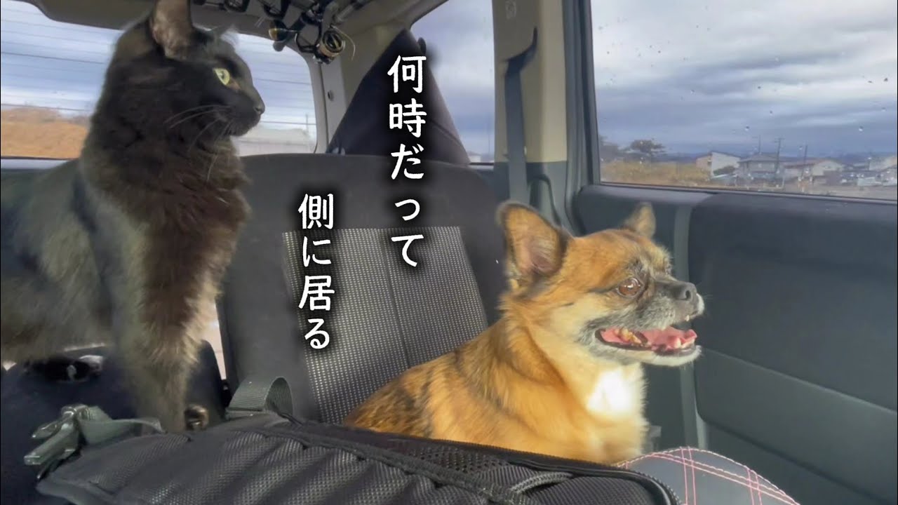 ずぶ濡れになってもサブと歩む道