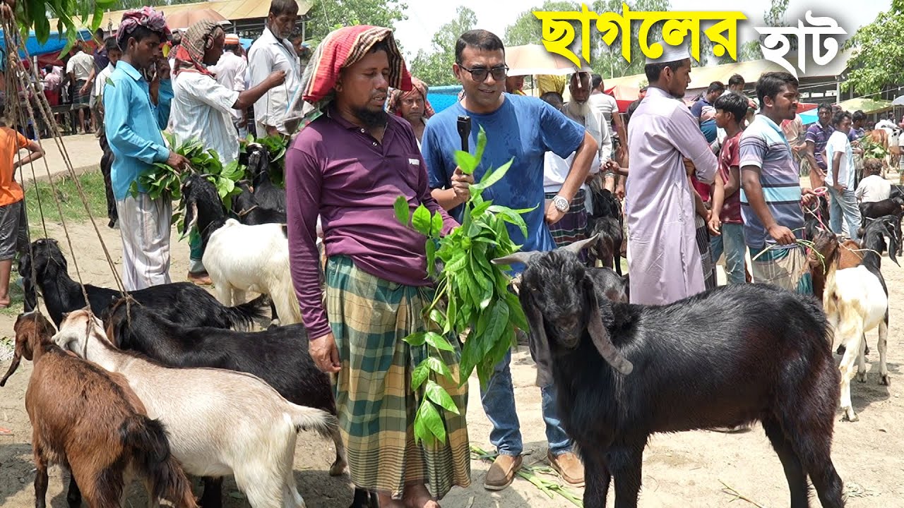 কোরবানীর উপযোগী হাটের খাসী ছাগলের দর | Black Bengal Goat For Eid