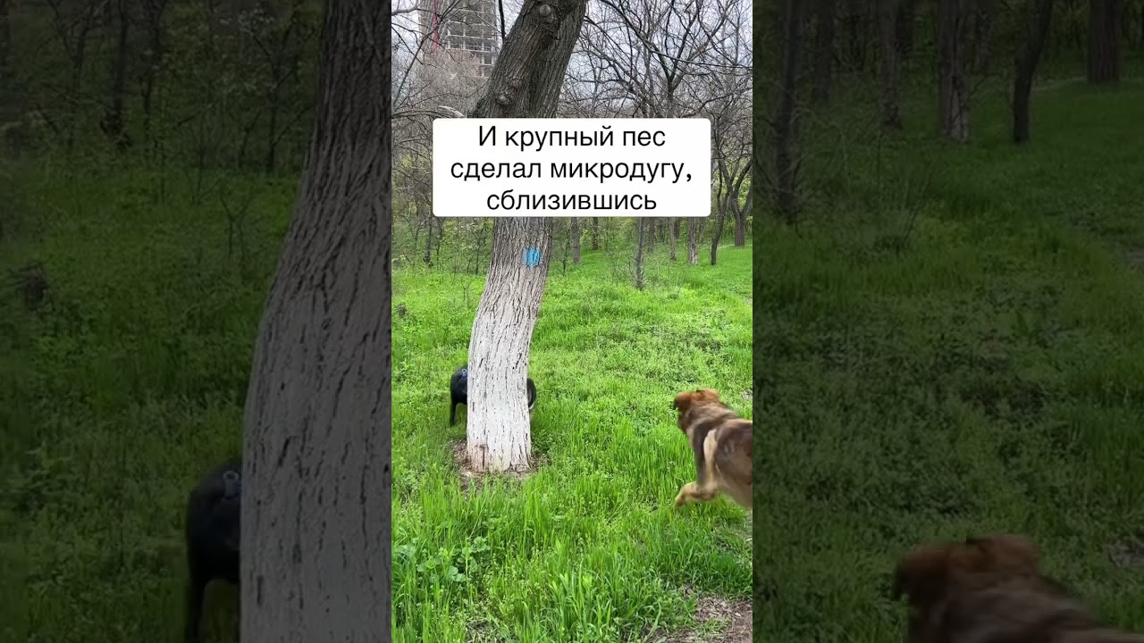 Одесса - город общительных людей и собак:) Как собаки общаются? Как понимать собаку? Язык тела собак