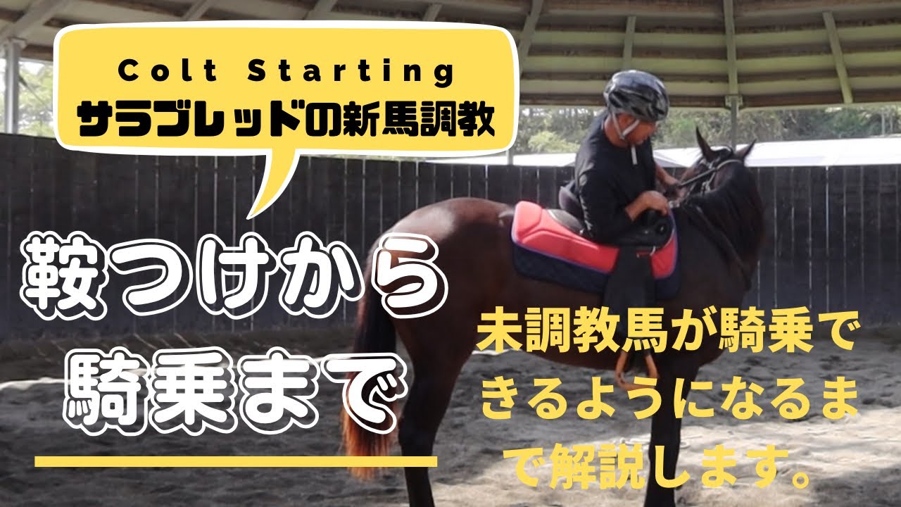 Colt Starting  鞍つけから騎乗まで　#馬  #乗馬  #ヒロユキモチダホースマンシップ  #サラブレッド　#新馬調教