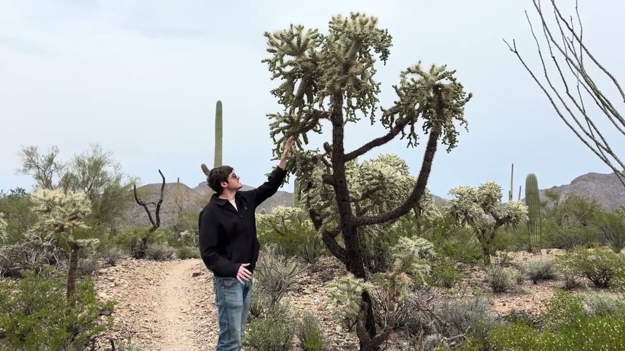 Plant of the Day: Jumping Cholla (Cylindropuntia fulgida)