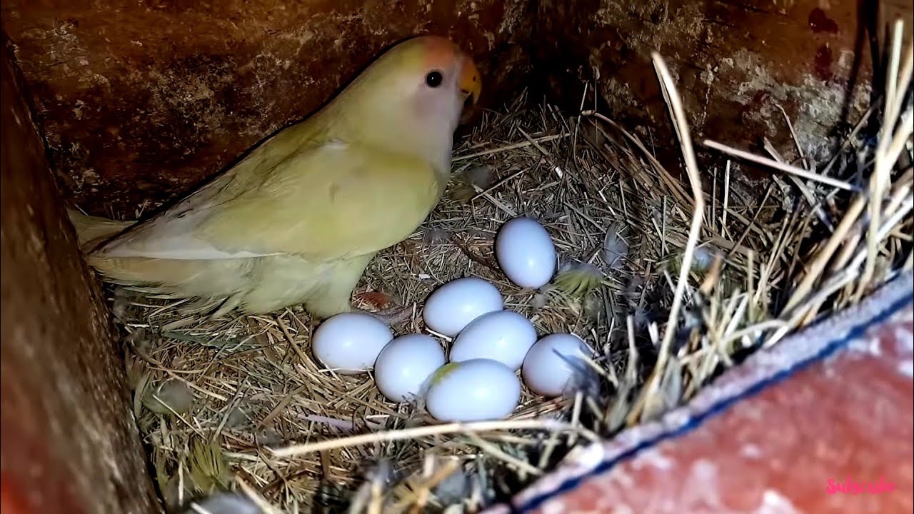 Best Fostering Pairs of Fisher Lovebird