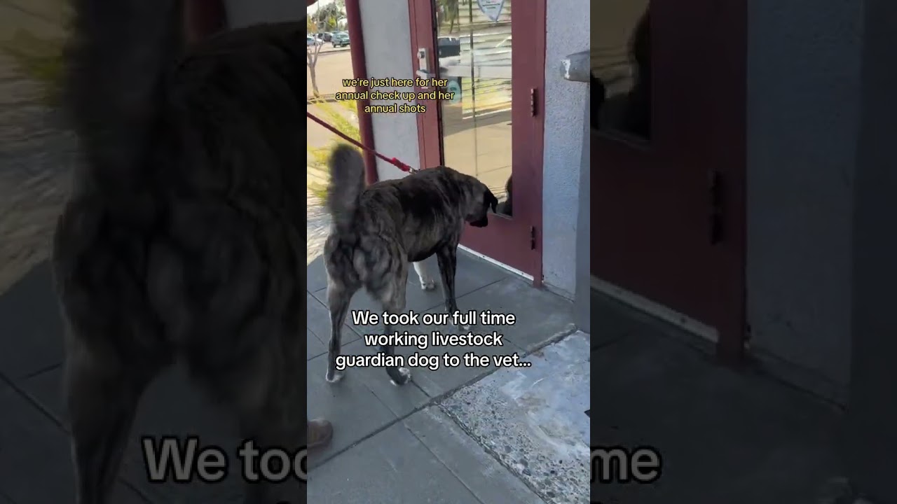 Our livestock guardian dogs heads to the veterinarian