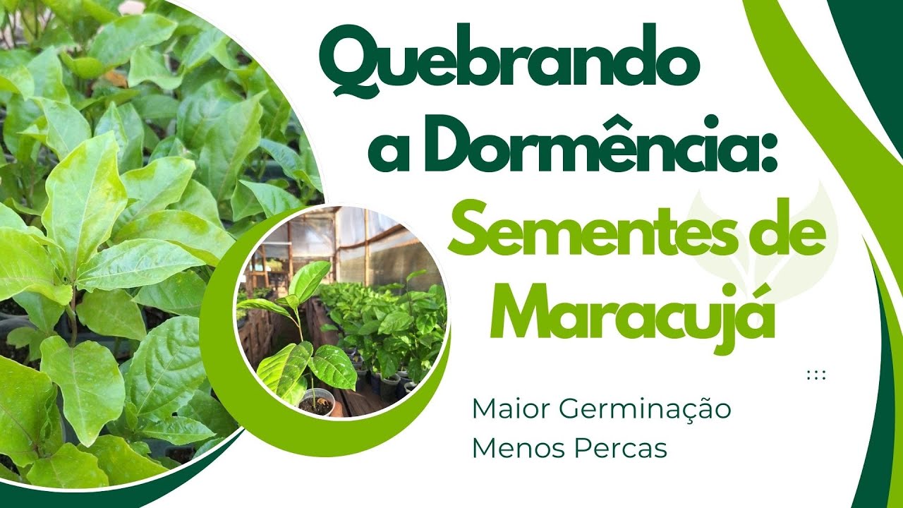 Como quebrar a Dormência das Sementes de Maracujá e Germinar Melhor